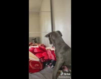 Dog sees reflection for the first time 