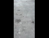 Woman films beaver swims around the dock