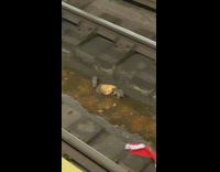 Family of rats eating from a piece of pizza