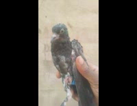 Guy show what baby pigeon looks like