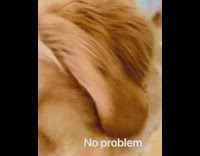 golden retriever dog jumps over toilet paper 