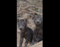 Collab PubityPets - Wildlife footage of two cute young hyenas