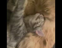 Orange cat grooms grey kitten cuddles closer