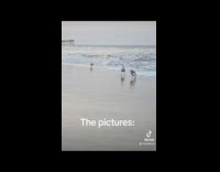 Collab ClipsIG - Lady on Beach Takes Pictures of Seagulls