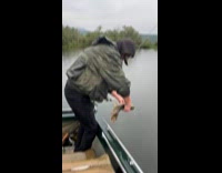 Collab Clips MPUGC2 - Man caught short tailed pike fish 
