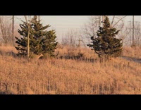 Submitter films group of deer outside work