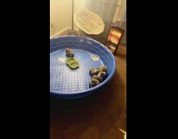 Puppies in pool calm down for cocomelon 