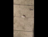 Cockroach drag cigarette butt on the ground