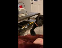 Collab BitchMP - Black dog wants to put paw on grey couch 