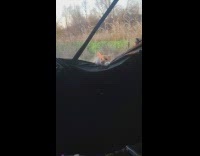 Cat Climbs Over Hunters Blind in Wilds