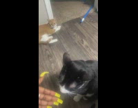 Woman singing to her black and orange cat 