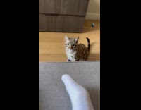 Bengal cat jump to sofa then grab feet