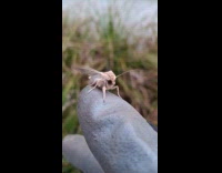 Gray moth on finger of filmer gloves
