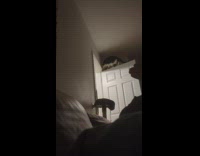 Cat stands on top of the door