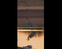 Great blue heron catches a fish and drops it