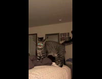 Trying to cuddle with grey cat