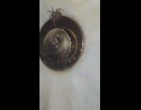 Collab DailyDoseOfInternet - Squished spider and babies crawl out sink