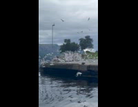 Man amazed with flock of migration birds