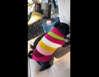 Dog wearing sweater scratches pillow on chair