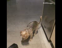 Small brown dog catches chip in mouth 