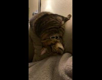 Cat asleep and slides down the couch