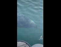 Collab BitchMP - Seal waiting in water looking at guy on dock