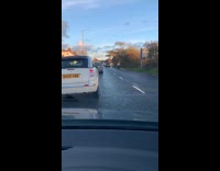 Large bird walk on street cause some traffic