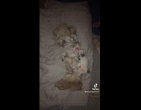 13 golden retriever puppies grow up in same house 