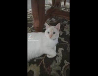 White cat under table 