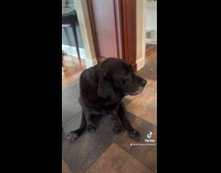 Black dog sit on floor wide stance