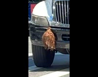 Teddy bear and mannequin head attached to truck