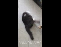 Cat rolls on floor plays with toy