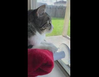 Grey Cat Stares Out Window on Sunny Day