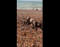 Dog on leash rolls over beach pebbles