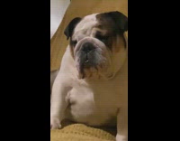 Collab PubityPets - Bulldog sitting on couch covered with yellow blanket stares at owner 