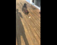 Small brown dog lays next to crab 