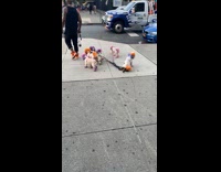 Dogs with colored fur walk with man