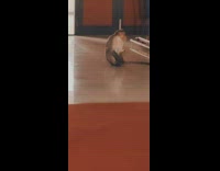 Wild monkeys inside the classroom of the filmer