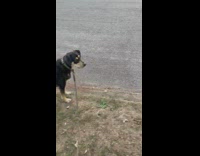 Dog scared of Halloween decorations on grass