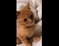 Kitten with powdered sugar on lips 