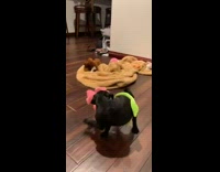 Pug tries to get toy off body