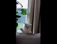 Cat jumps reach submitter hand on couch