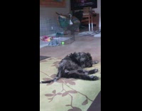Black and grey puppy rolls around floor 