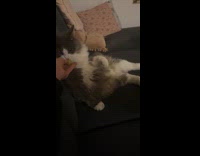 Cat lie down and licks the grape