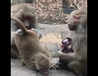 monkeys smell eat butt zoo