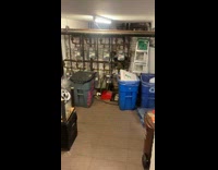 Rat climbs out of basement trash bin