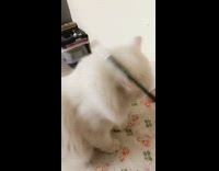 White cat plays fetch black paintbrush 