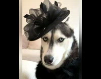 Husky dog wears various outfits denim vest