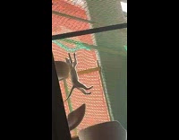 Pet cat hangs on the net with its claws