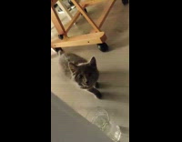 Kitten tries to go inside the office